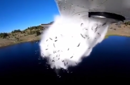 فیلم | بارش ماهی قزل‌آلا از آسمان!