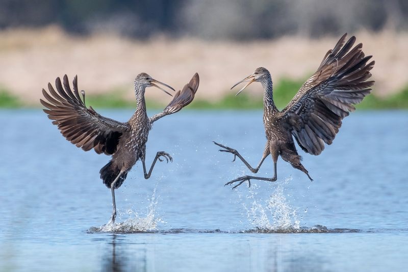 عکس | رقص پرندگان روی آب در عکس روز نشنال جئوگرافیک